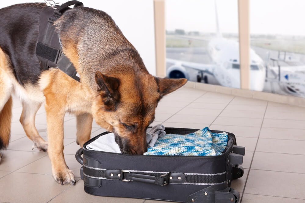 Maître-chien au travail dans un aéroport.