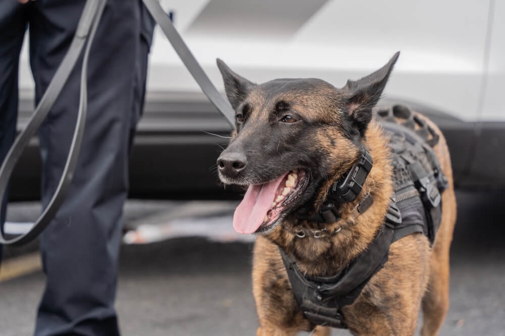 Portrait d'un chien de la police