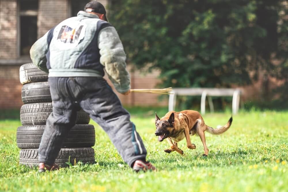 Malinois belge en entraînement avec un maître-chien.