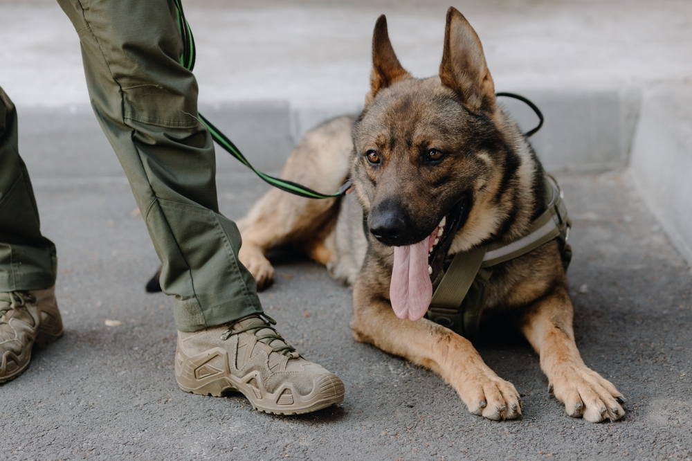 Un chien de berger allemand allongé au sol, langue pendante, attaché en laisse à côté des jambes d'un militaire en uniforme vert.