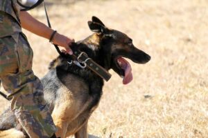 Devenir Maître Chien Militaire: Un Parcours Unique au Service de la Nation