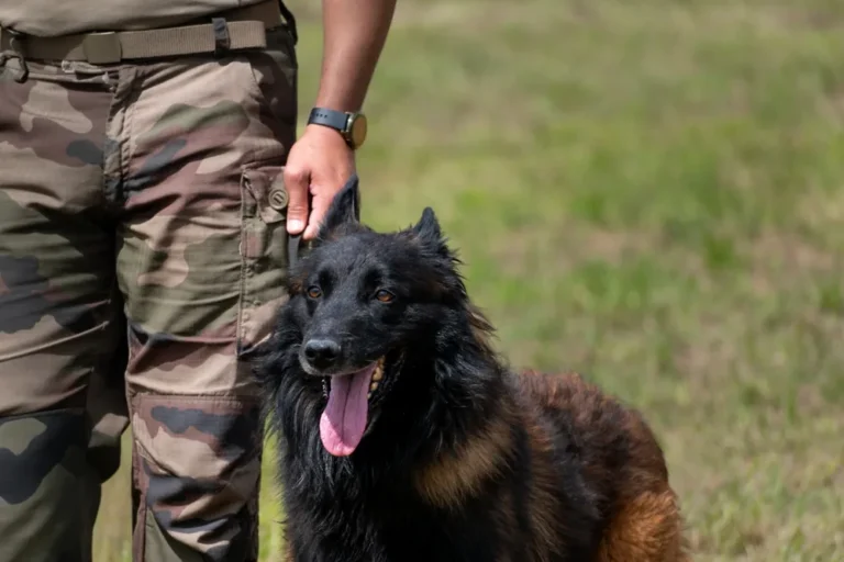 Maître-chien militaire de l’Armée belge : Force Protection K9 et formation