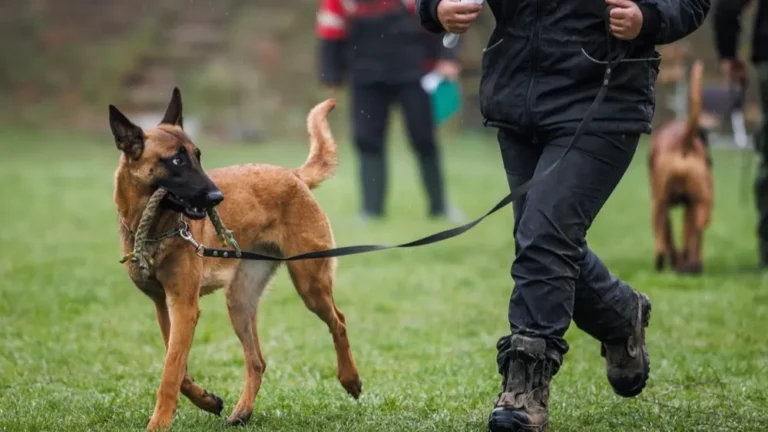 Maître-chien de la police en Belgique : spécialité K9, sélection et rôle