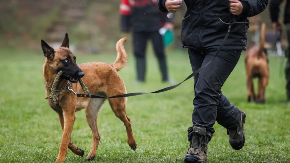 Malinois en laisse lors d'un entraînement avec son maître